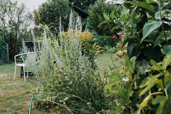 Two chairs beside a flowering garden bed framed by green leaves