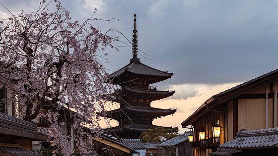 A pagoda and cherry blossoms above a lantern-lit Kyoto street